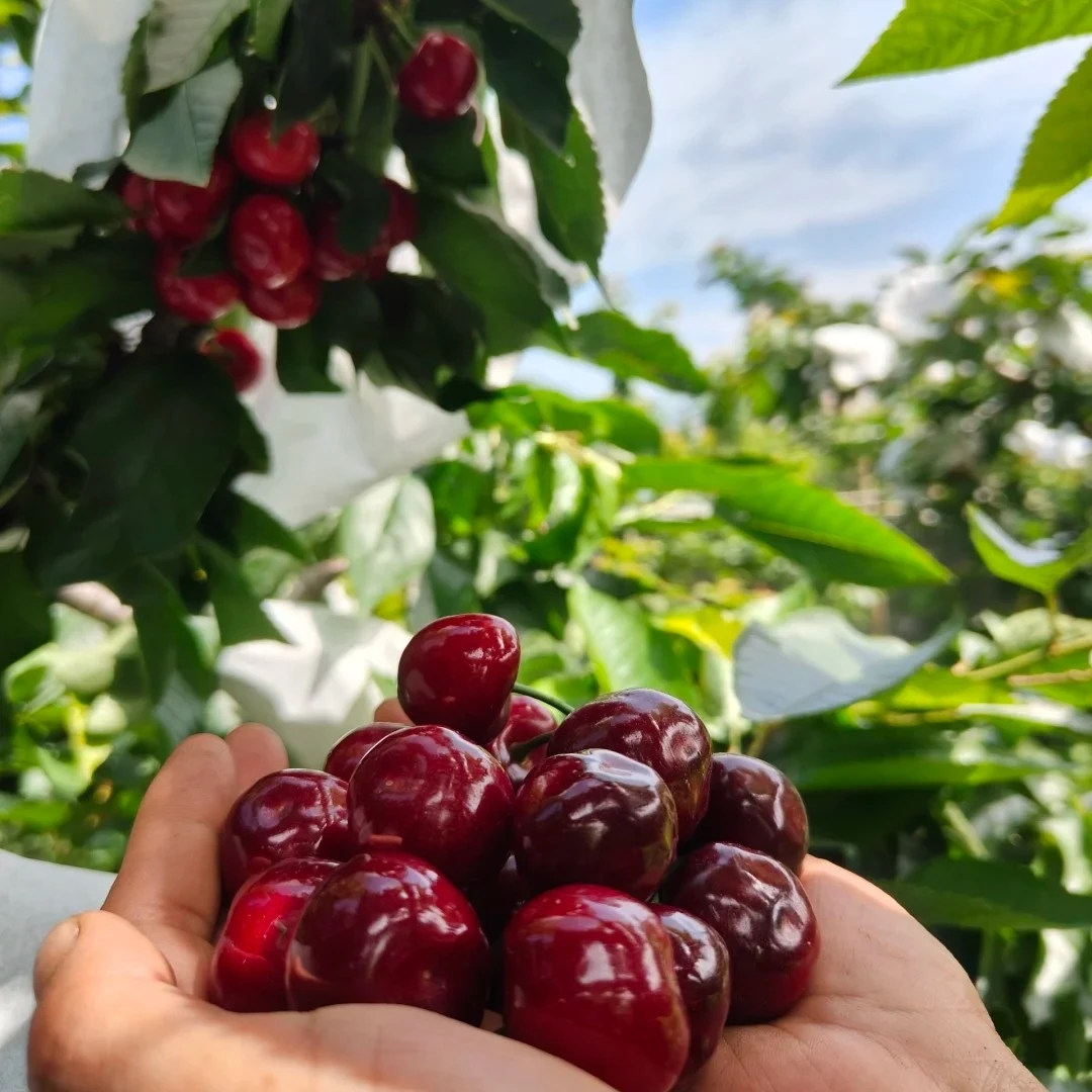 烟台露天先锋 小樱桃空运酸甜多汁
