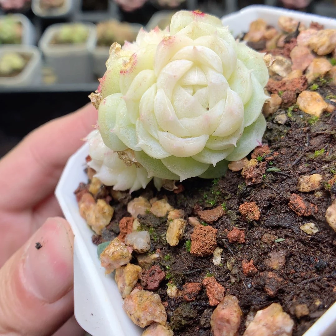 S143y y y y y y y y y