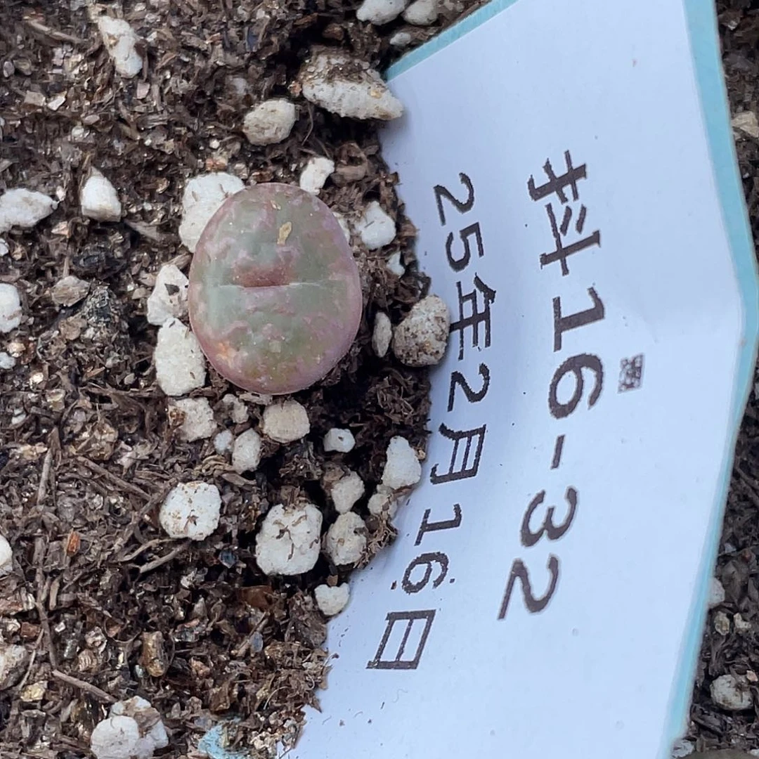 16-32勋章多肉植物