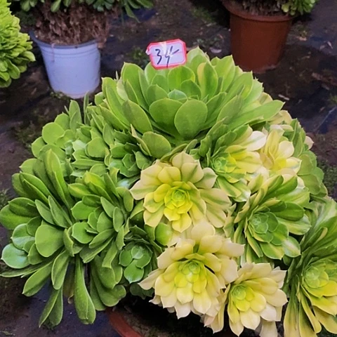 五彩琉璃老桩捧花法师34