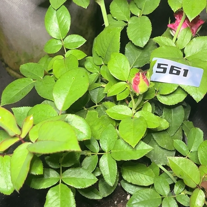 秋***0当前无花朵，栽培后可花朵卡门561号。