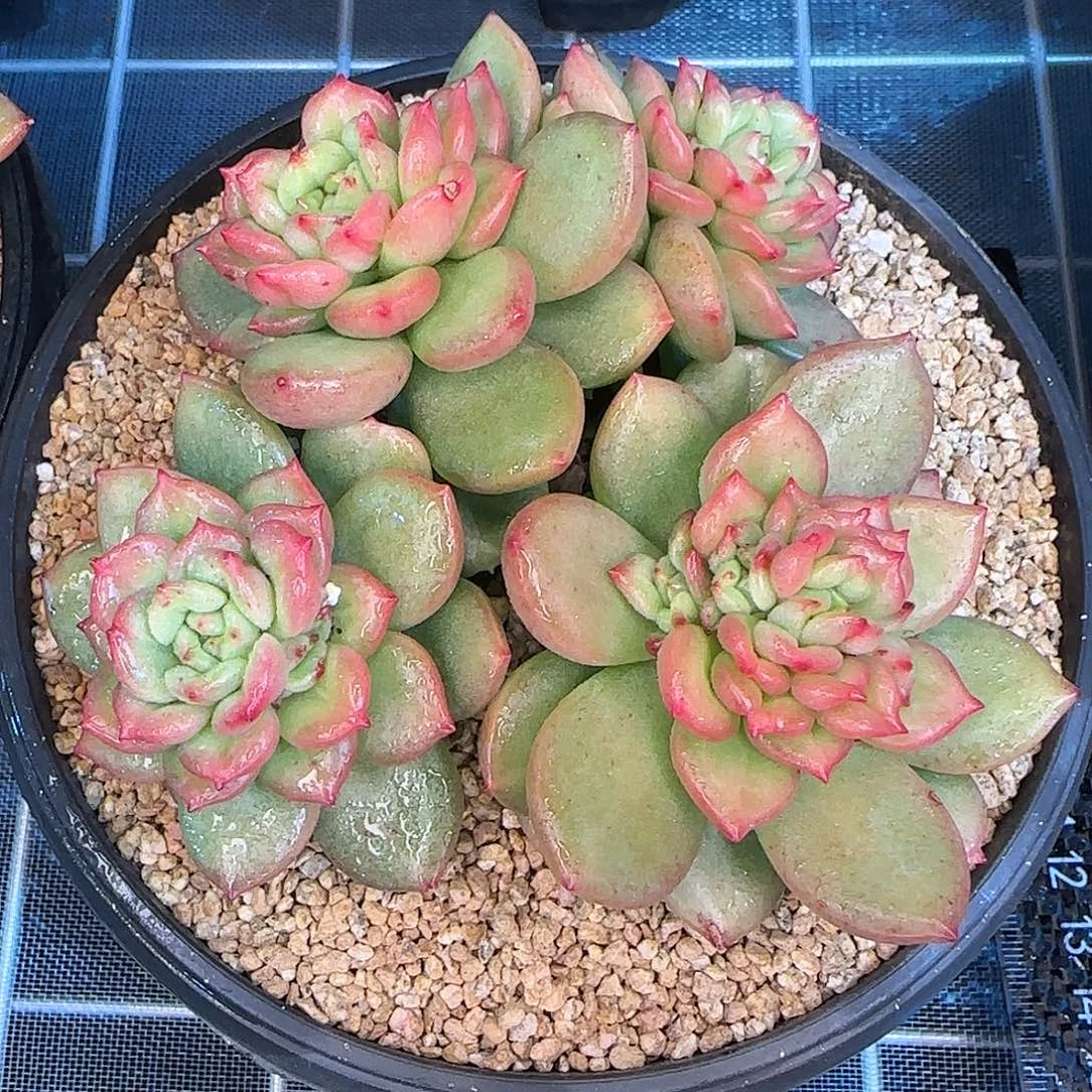 从前慢花园精选苹果花