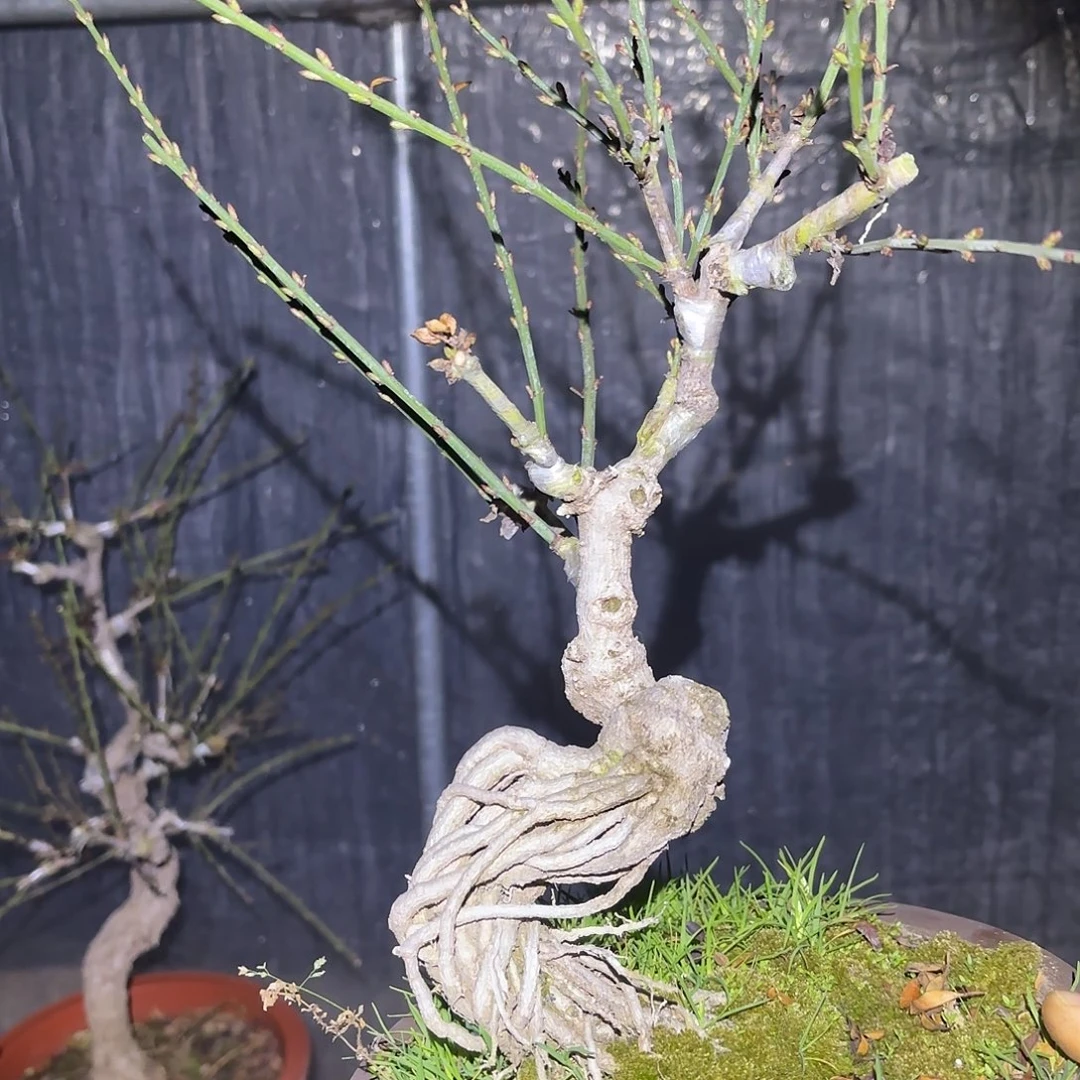 迎春花一盆发货的