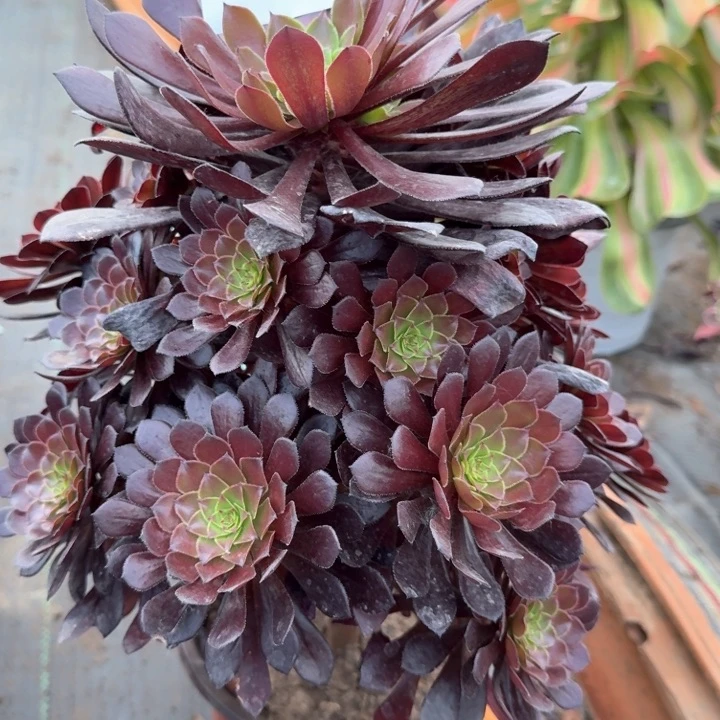 黑铜壶法师一颗613