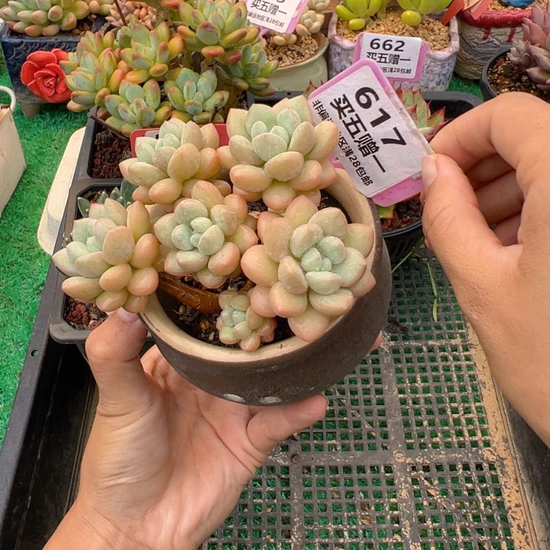 表妹精品多肉植物617.