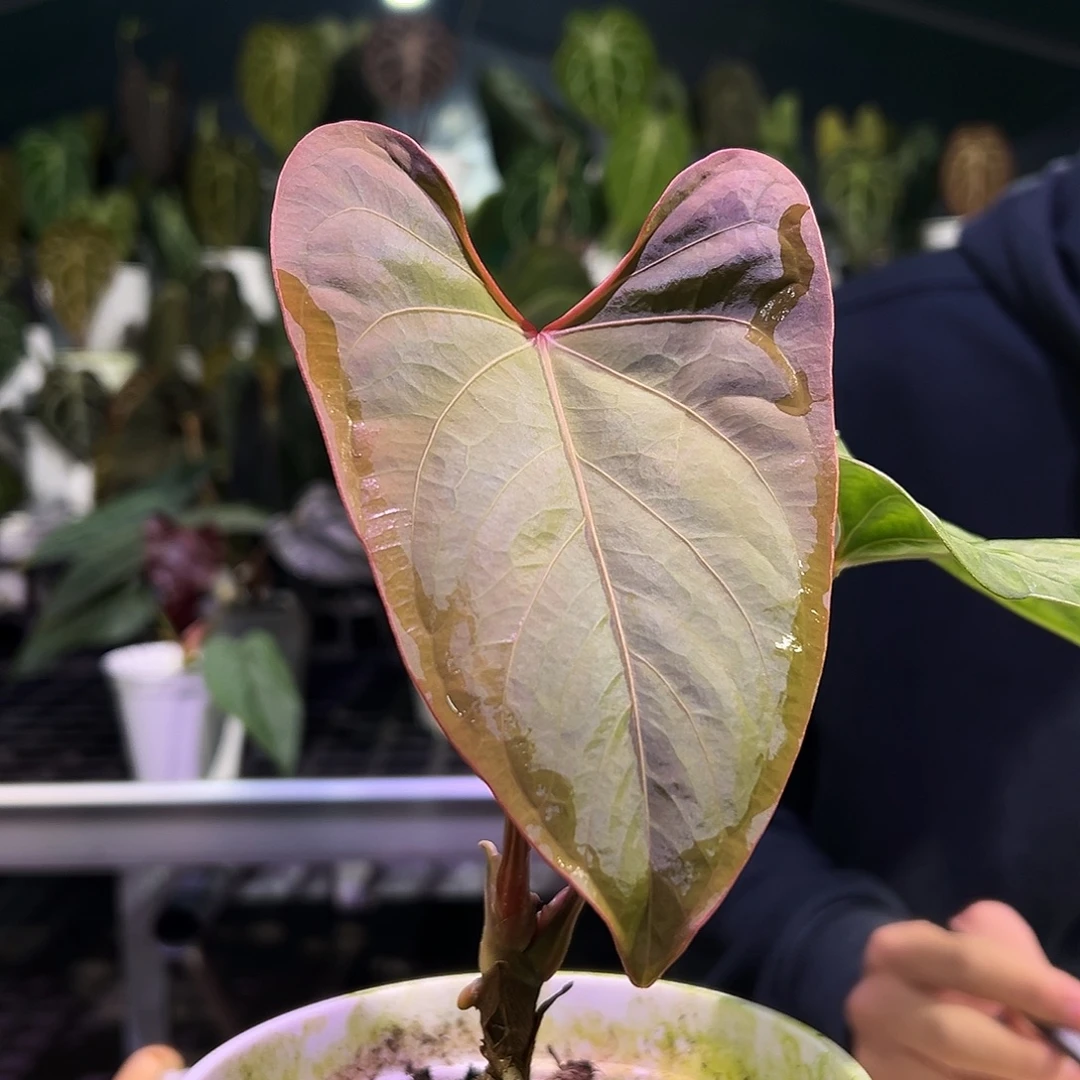 完全开放原种蝠鲼