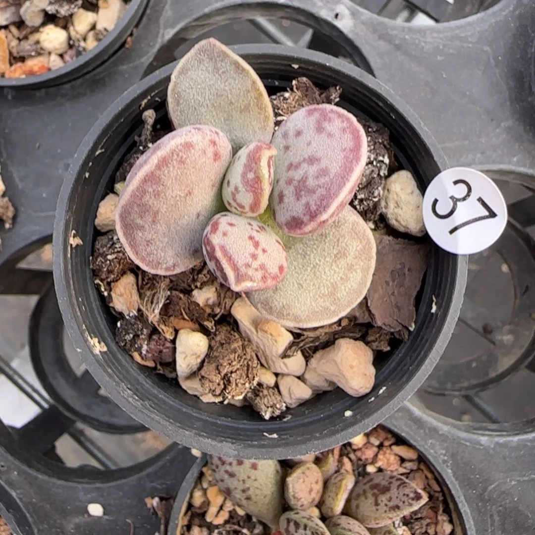 春*艾薇花蛋多肉植物3037