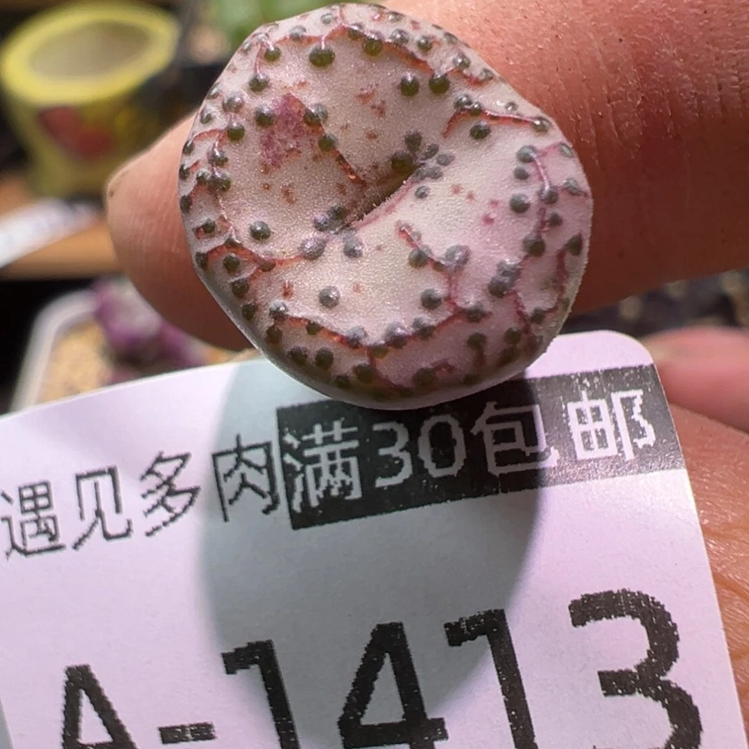 多肉植物11111111111