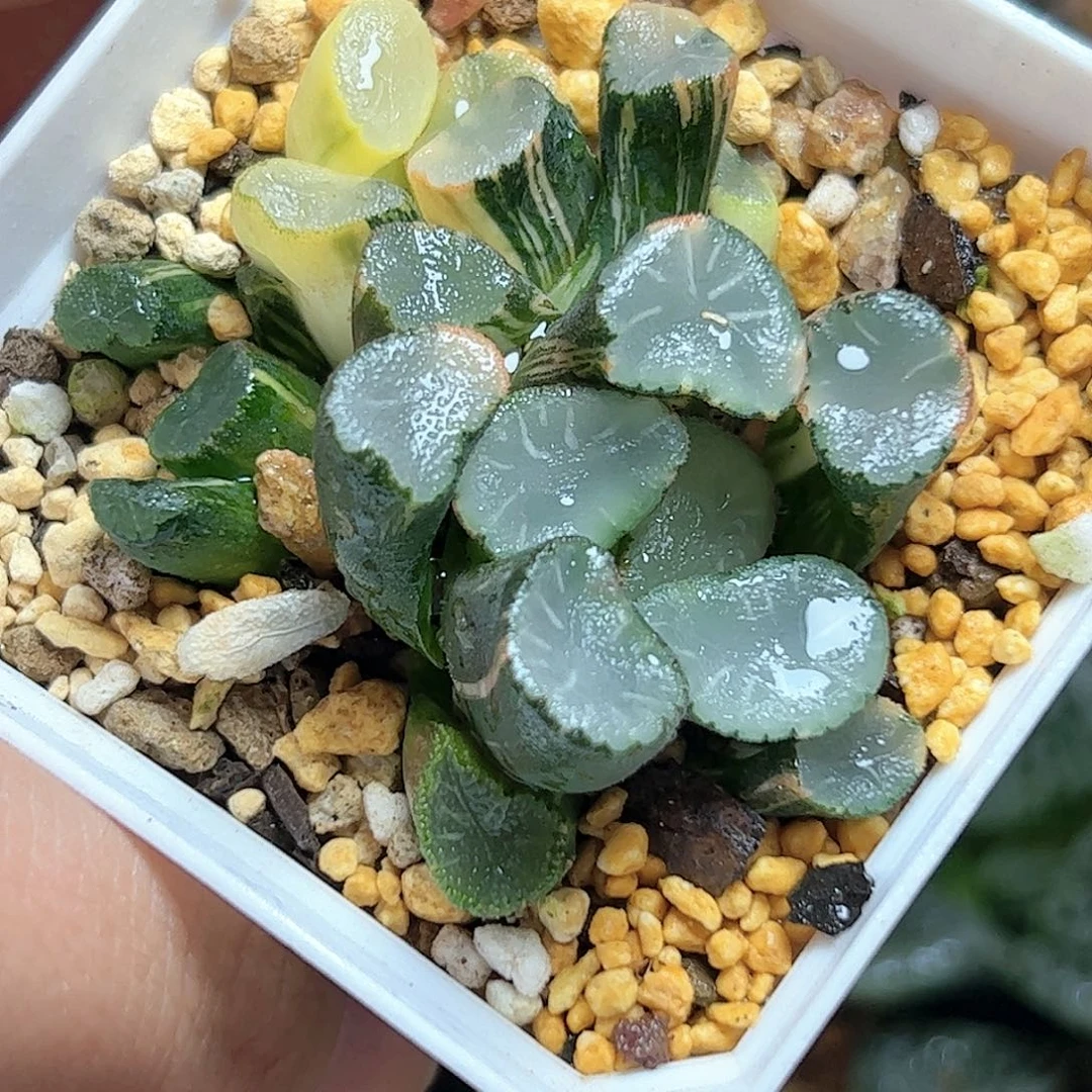 糯万象十二卷十二卷