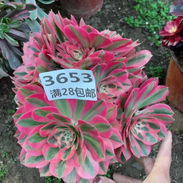 3653一号棚女巫多肉植物