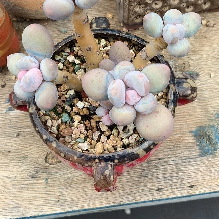 *****痛苦去兔天一装修我