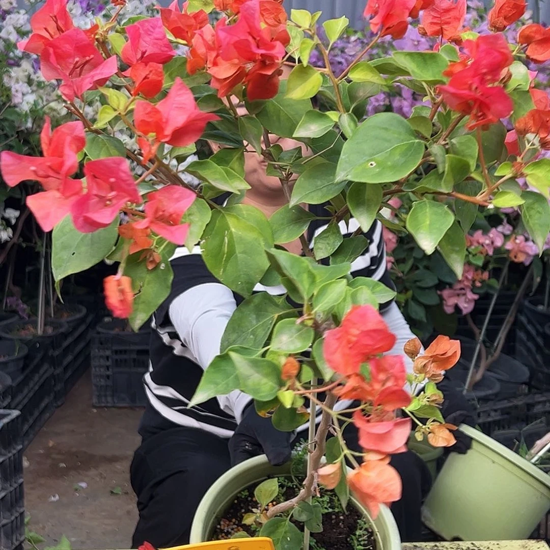 麦***生大部分花苞少量开放F19暗夕