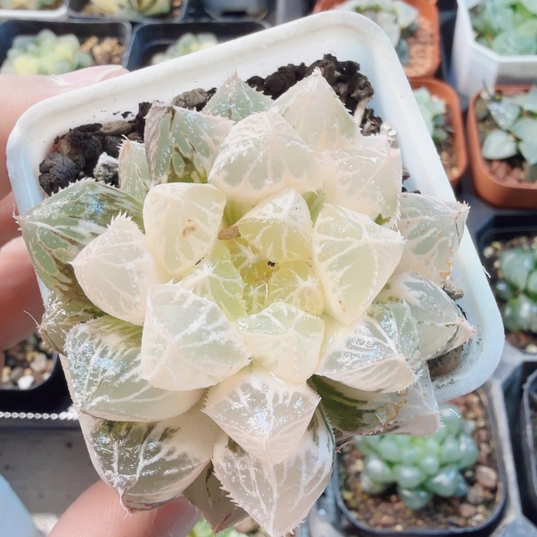 损***损十二卷福利楼兰锦福利