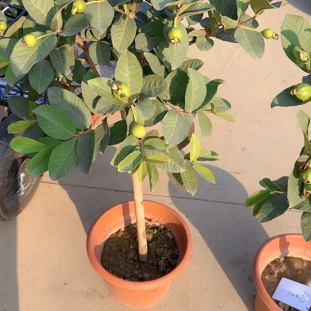 @****代果树11111111111