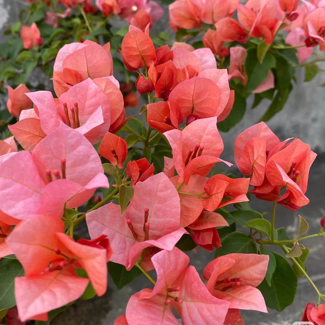 只发新疆三角梅不甜西瓜5年庄子