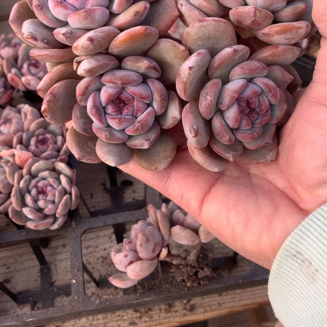 二*美二美美突尼斯两个发货多肉