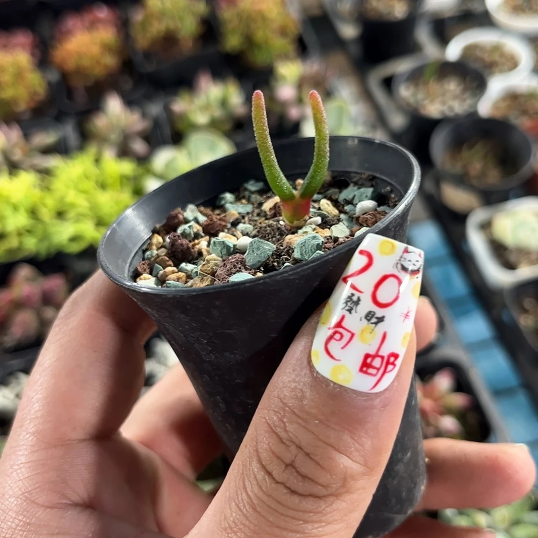 碧光环小兔子单头发货有根