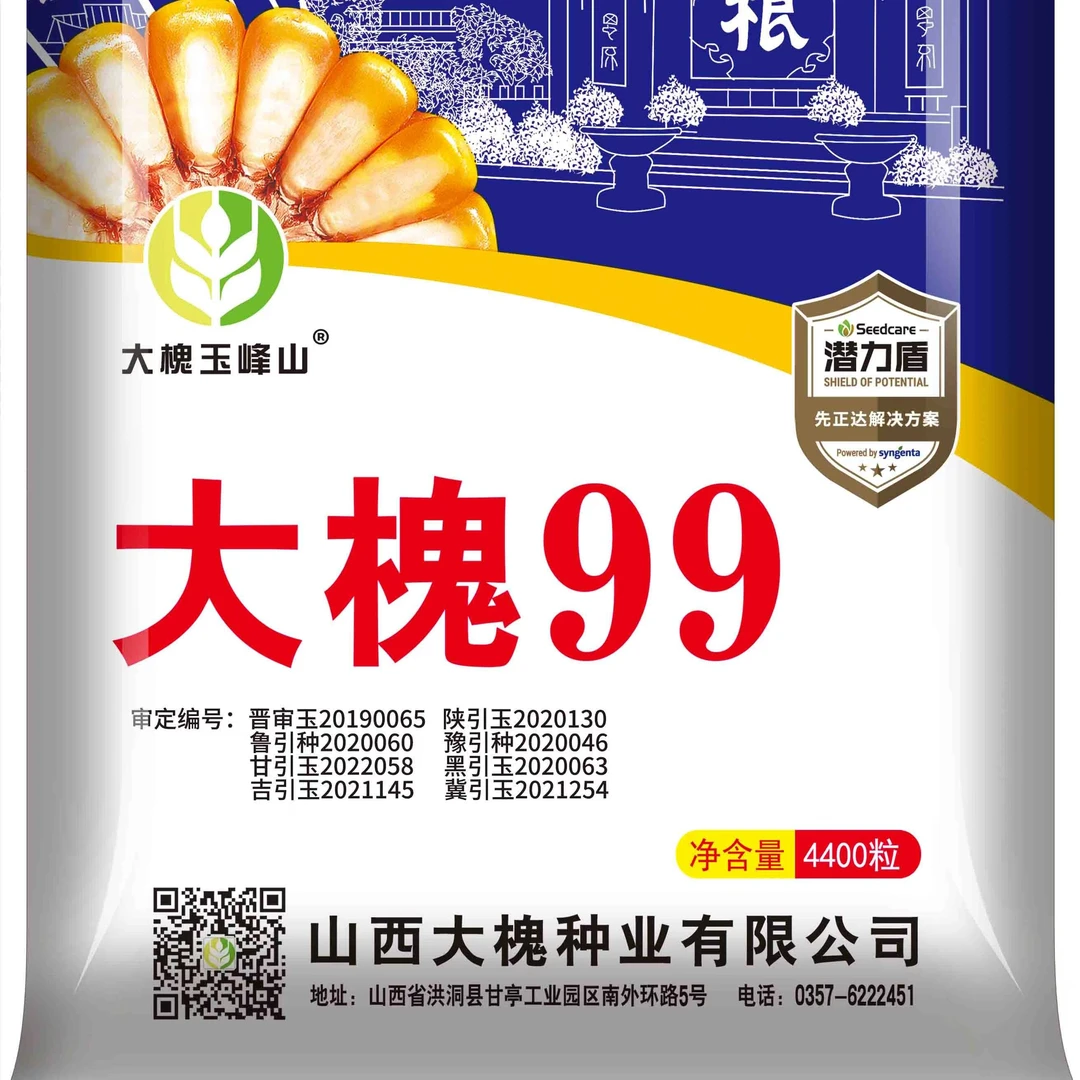 大槐99杂交玉米种子，抗病抗倒伏品质粮食种植，9省联推