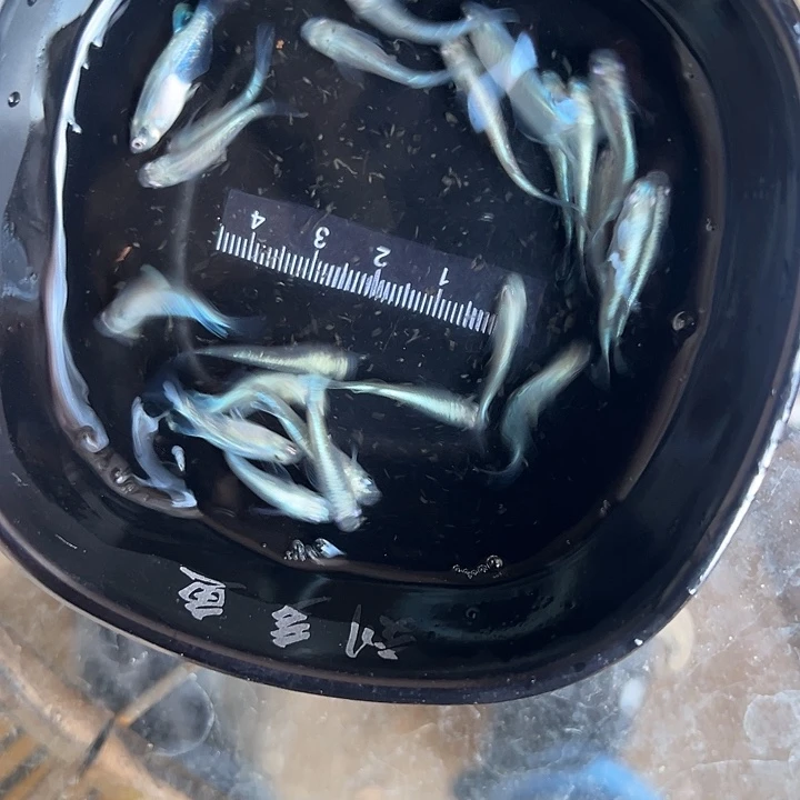 余***℡青鳉鱼干支24条观背