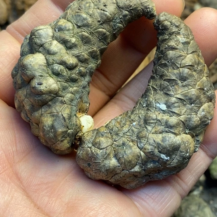 吊坠文玩核桃娜姐62