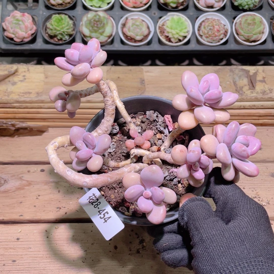 花利美28-454桃蛋