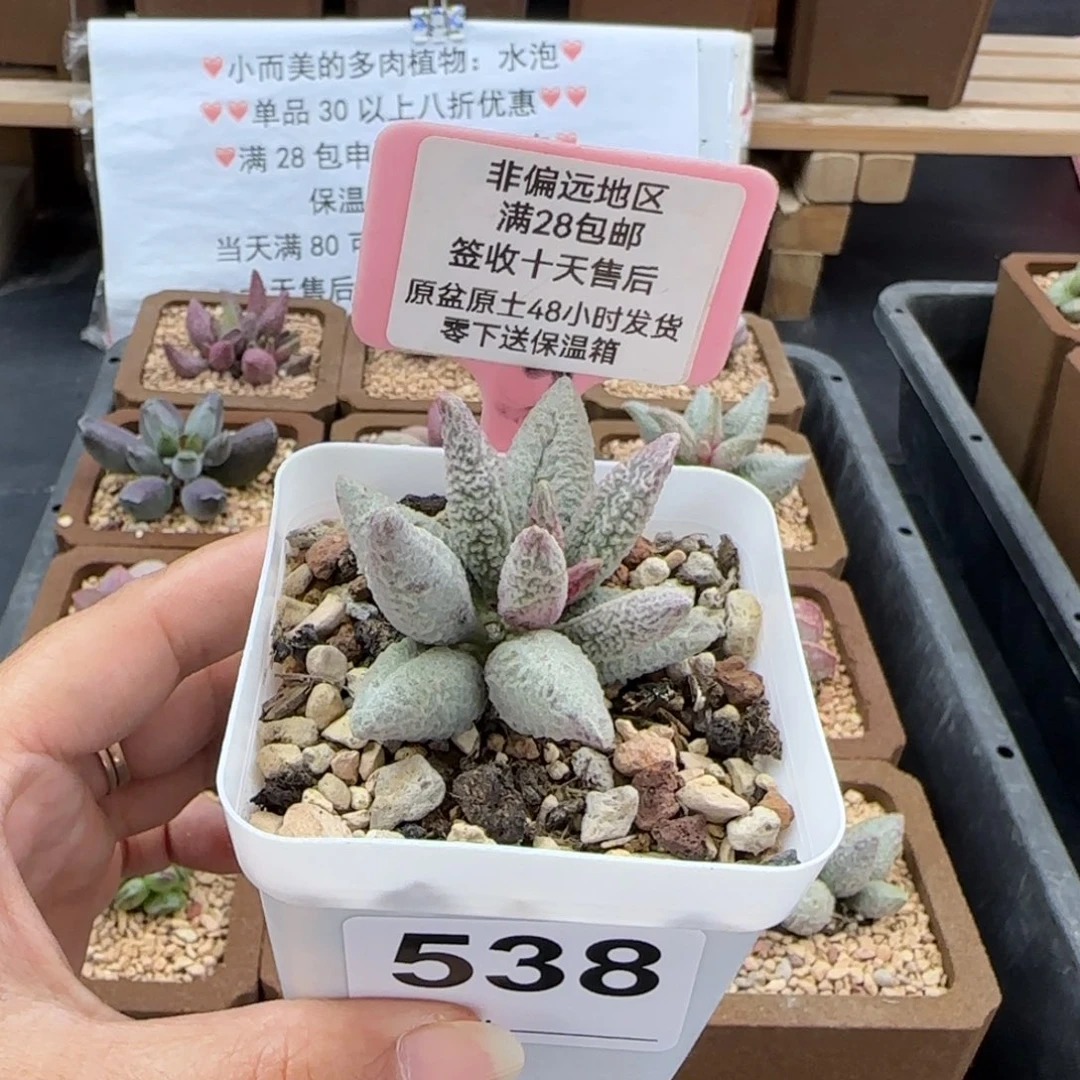 538融化纹冰淇淋多肉植物