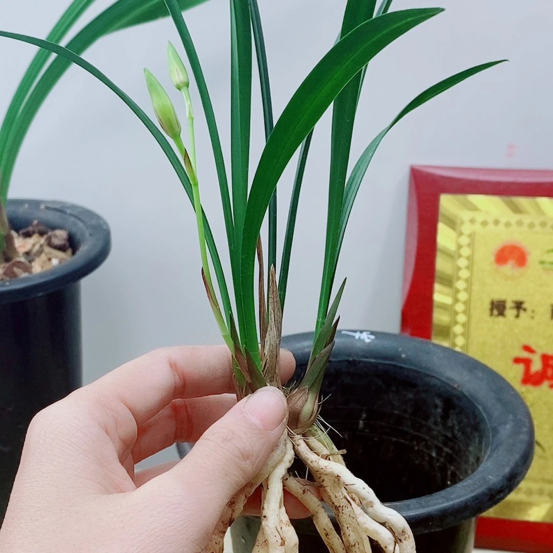 当前无花栽培后可以开花