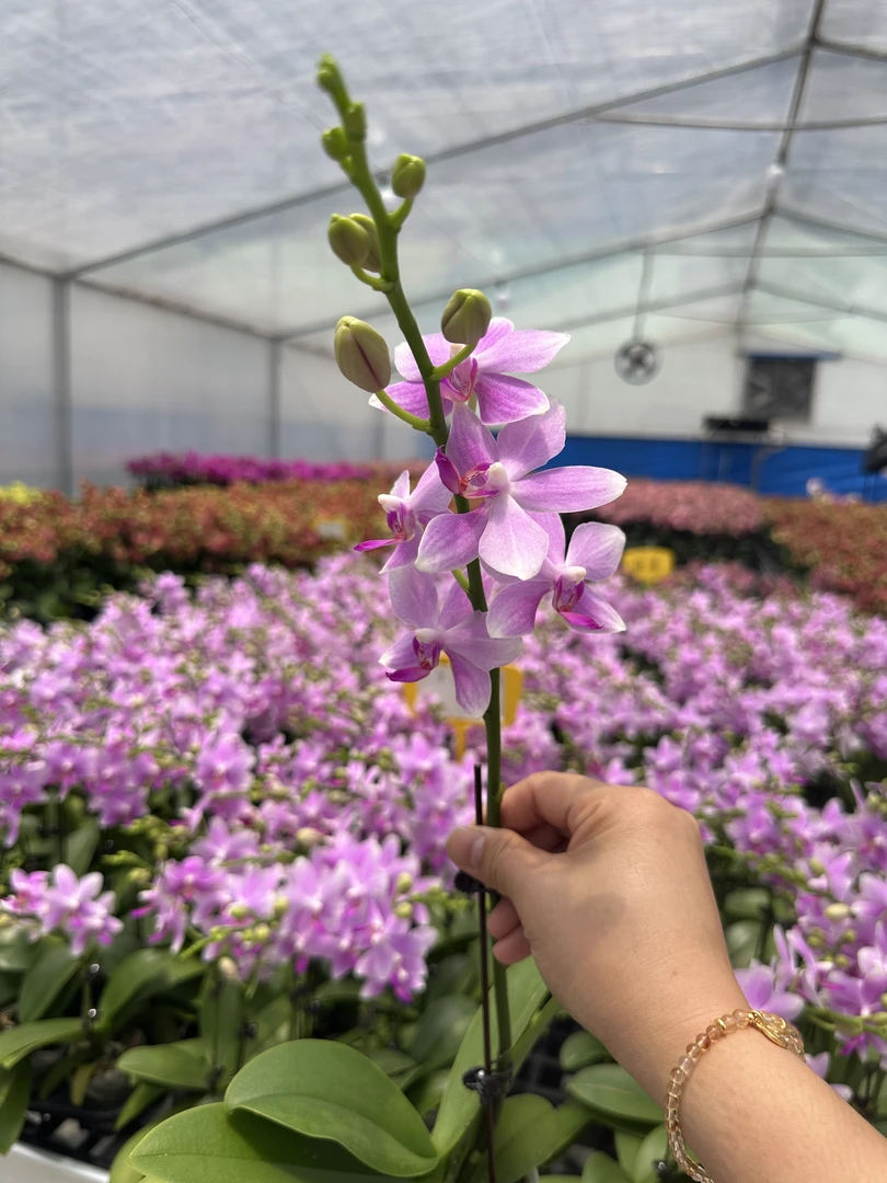 蝴蝶兰《紫水仙》年宵爆款 紫色系花艺术组盆室内花1-1