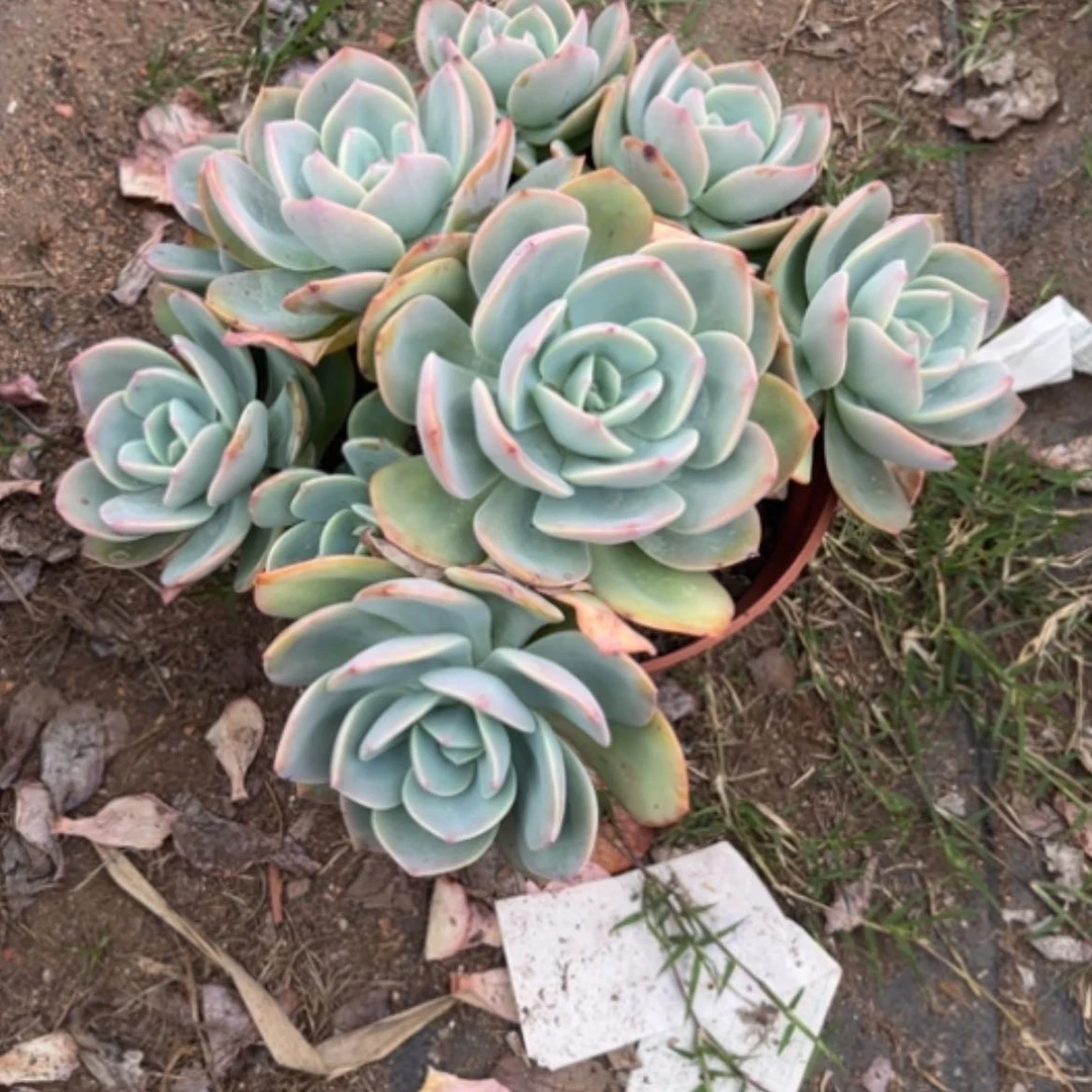 【闪购商品】雨**茜白凤