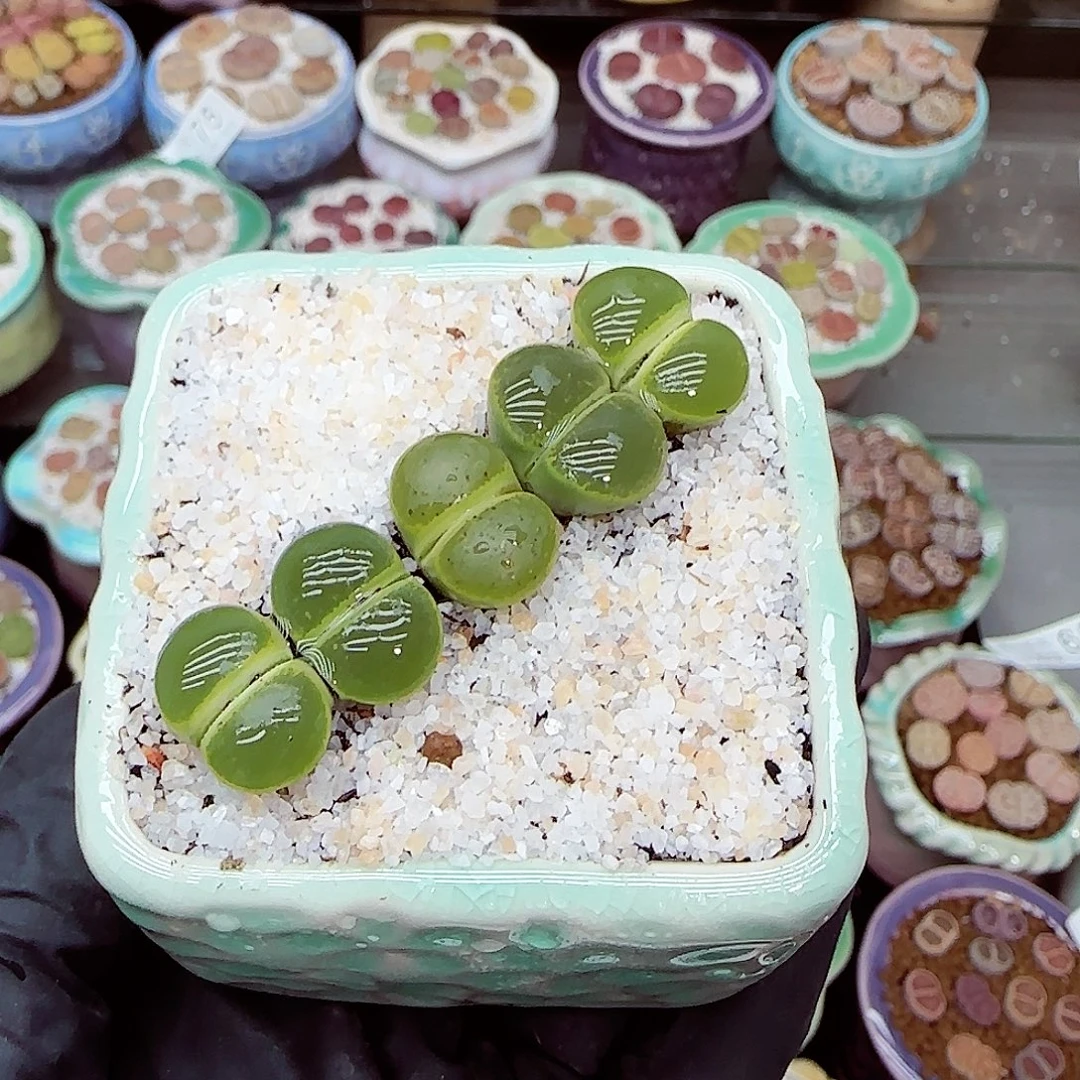 生石花满18包邮1022-86