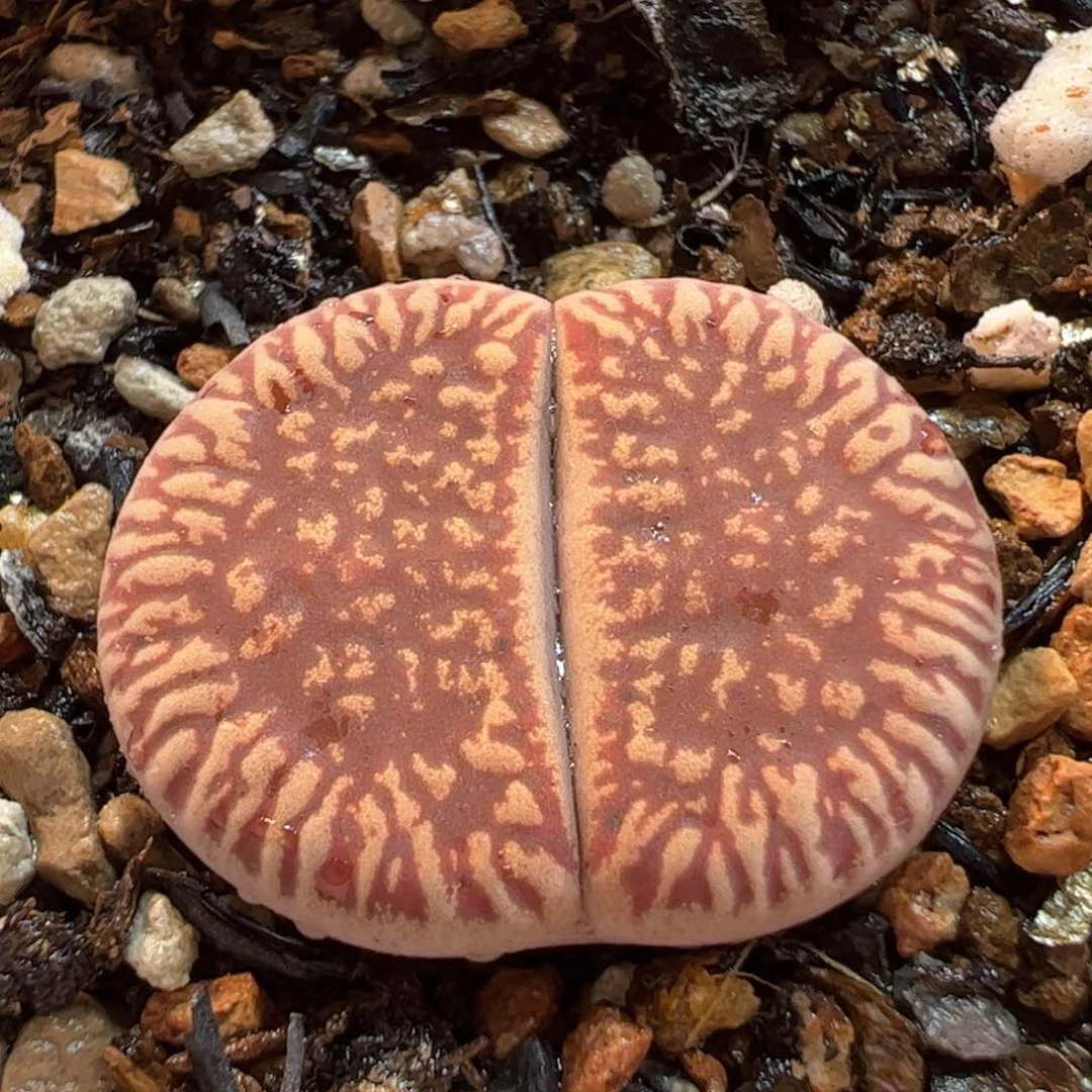 153多肉植物百科