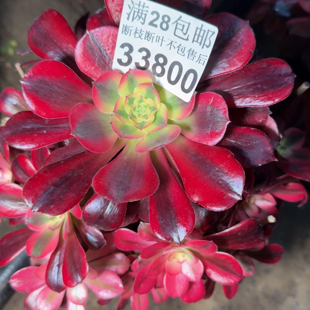 33800美杜莎不包断枝多肉