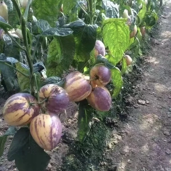 【大果】民勤沙漠人参果，生态种植，清甜多汁，自然成熟，访友佳品