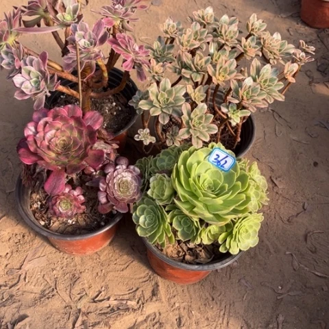 362多肉植物组合，