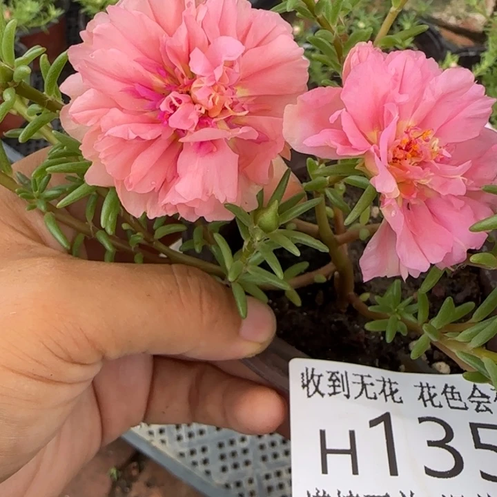 无花朵H135超小苗盆口10cm可能有菜虫
