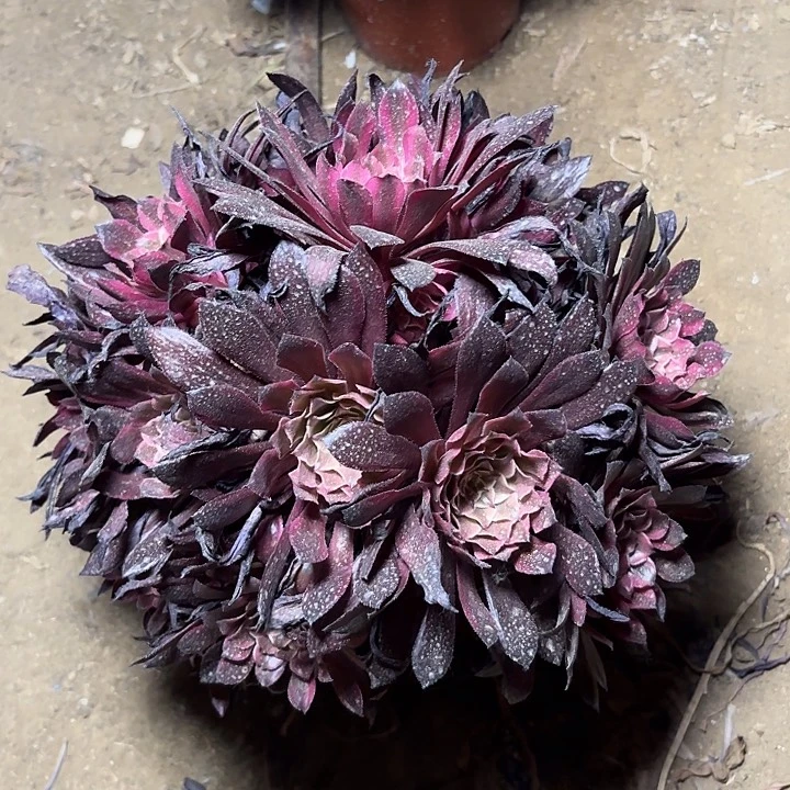 多肉植物法师雪姬14