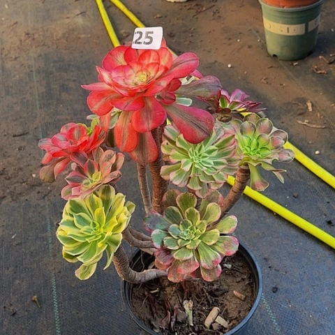 法师嫁接的时候就会有25