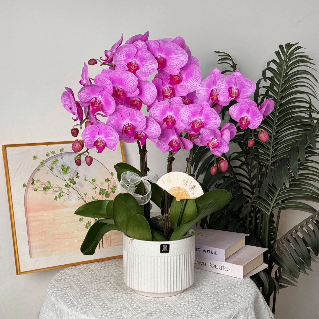 妗画【爱丽丝】超大高雅紫色系类列 好养耐活 带花带花苞 基地直发