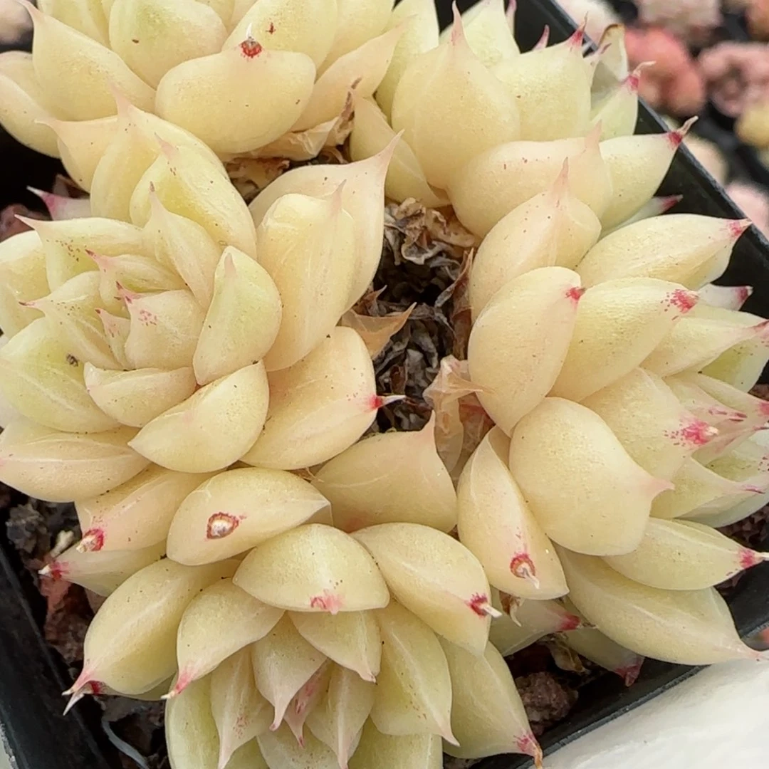 花语逸境0204-05开播福利