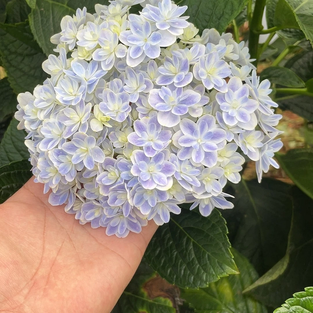 绣球切花一物一拍3枝起包邮，歪头203