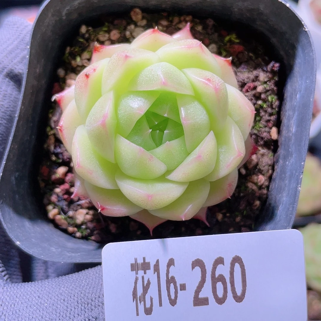 花利美16-260麦秆