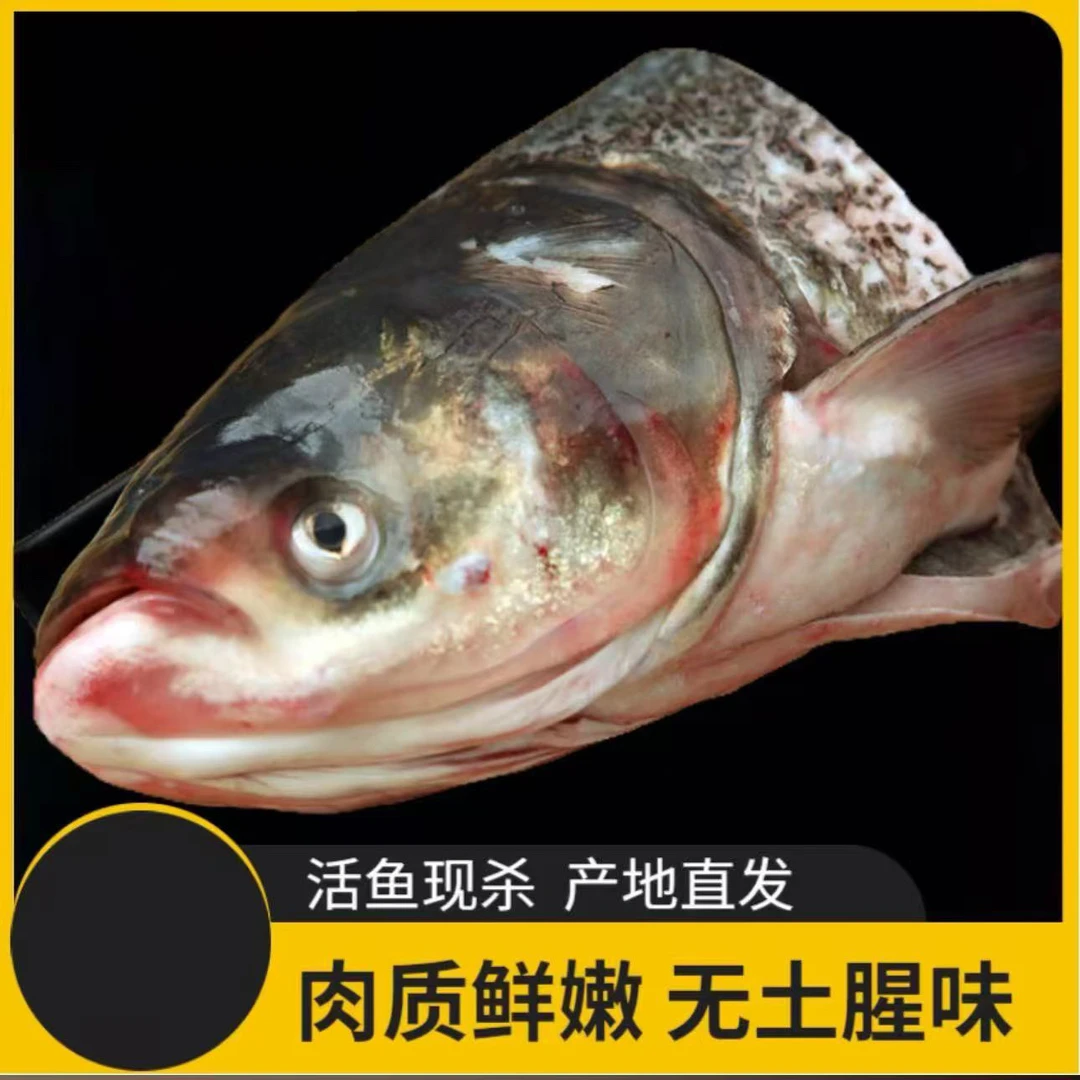 东北胖头花鲢鱼头去鳃净重7斤-8斤包邮速冻发货