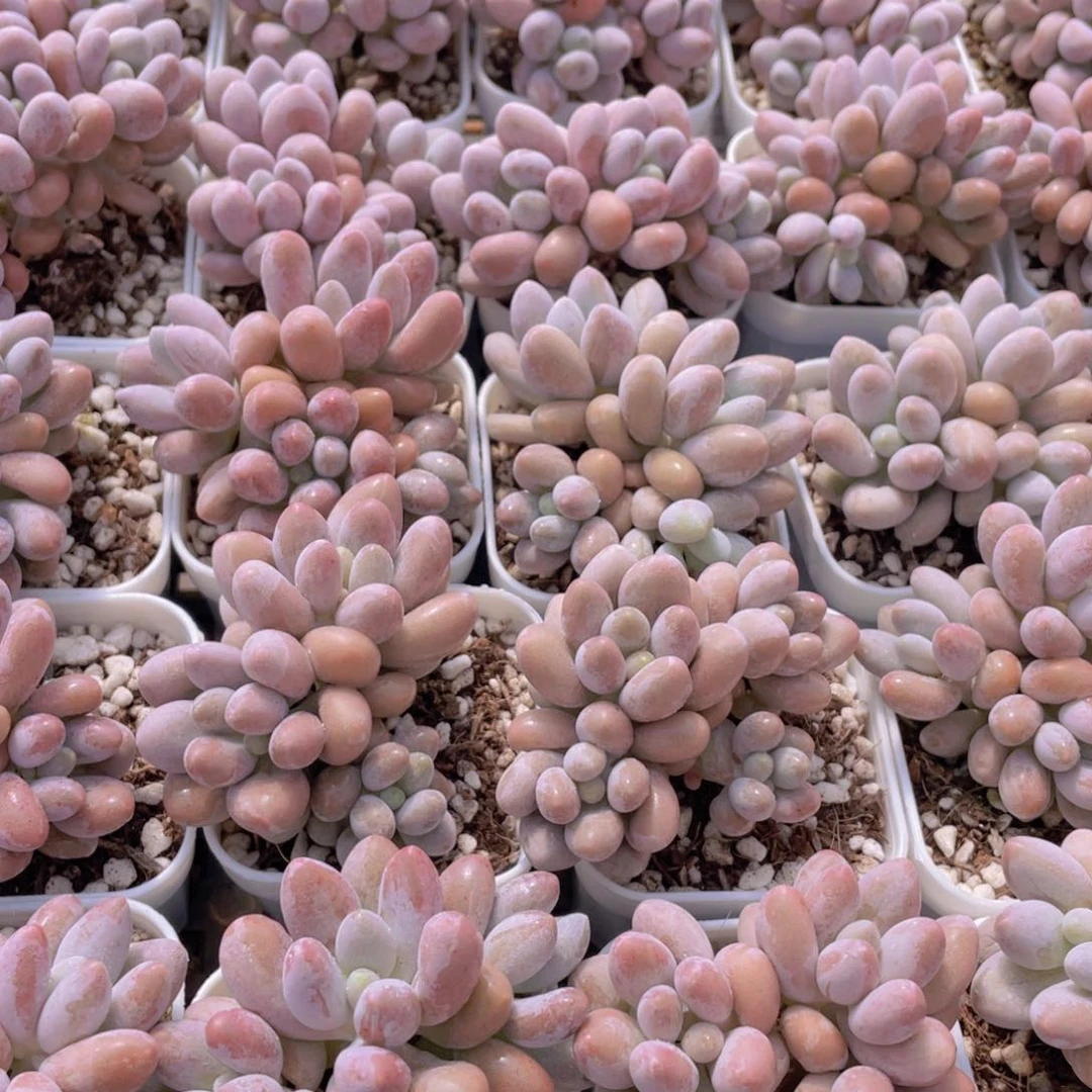 量拍42号 汤圆 粉色恋人小群生一个