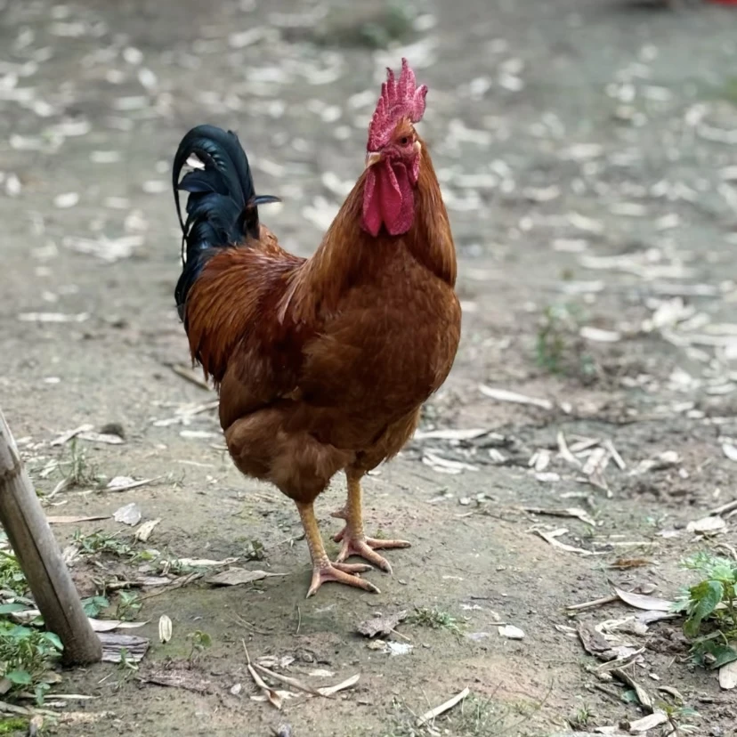 （改价链接 一物一改价）农村散养土鸡纯溜达鸡