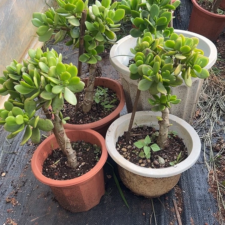 肖***多肉植物实物直播实物212