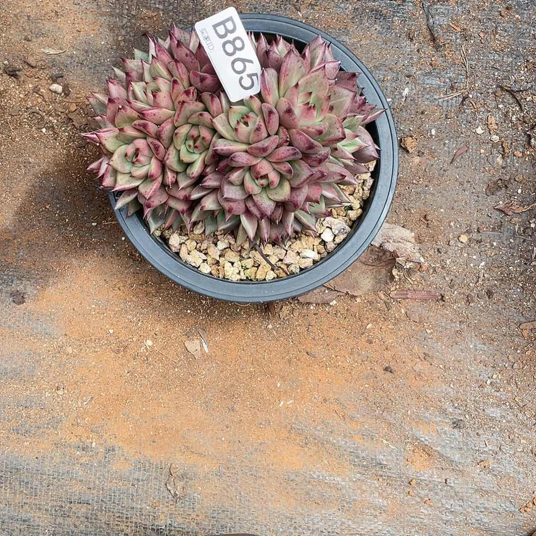 若如东云单拍B865
