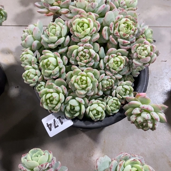 L***萨174香草多肉植物多肉