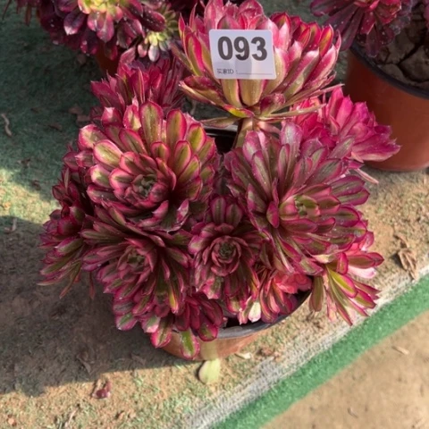 阿*093白月光朵朵多肉，