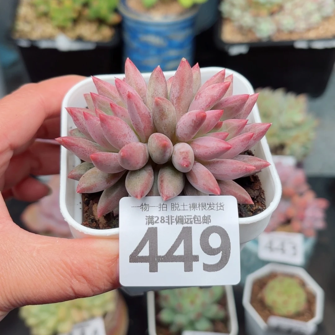 金鱼姬双头无盆土发货