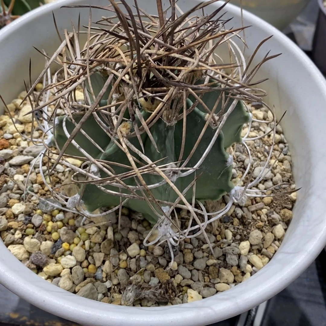 花**羞仙人球大凤玉